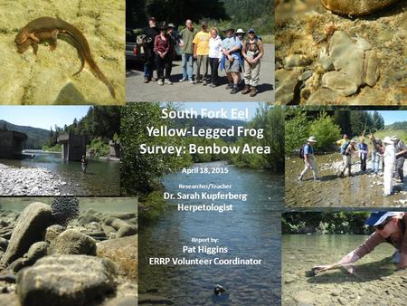 South Fork Eel Yellow-Legged Frog Survey: Benbow Area April 18, 2015 Researcher/Teacher Dr. Sarah Kupferberg Herpetologist Report by: Pat Higgins ERRP.