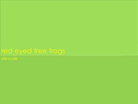 Red eyed tree frogs Life cycle. The life cycle of a red eyed tree frog A red eyed tree frog goes through four distinct life cycle phases egg, tadpole,