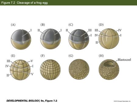 Figure 7.2 Cleavage of a frog egg. Figure 7.3 Scanning electron micrographs of frog egg cleavage.