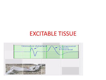 EXCITABLE TISSUE. The contractile property of the muscle is studied by using the frog‘s gastrocnemious –sciatic nerve preparation. This is also called.