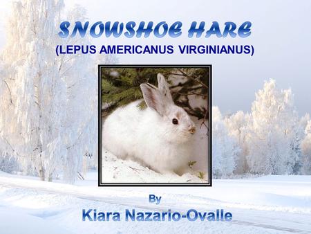  Snowshoe hares belong to the mammals. They look like rabbits but they are bigger in size.  They are common in cold temperature zones of the world.