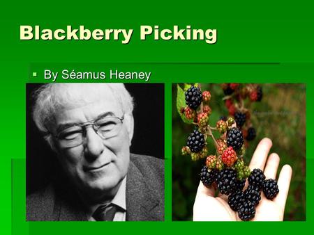 Blackberry Picking  By Séamus Heaney (1939-2013).