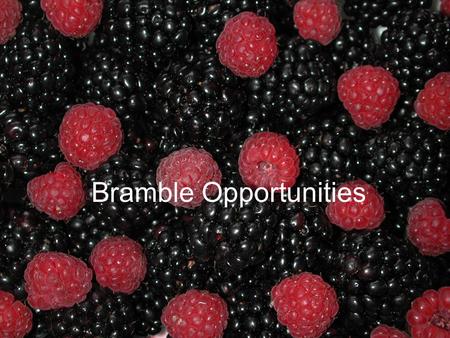 Bramble Opportunities. Bramble industry in NC: -100 acres 1996 -150 acres 2002 (approx) -90% blackberries -Arkansas varieties.
