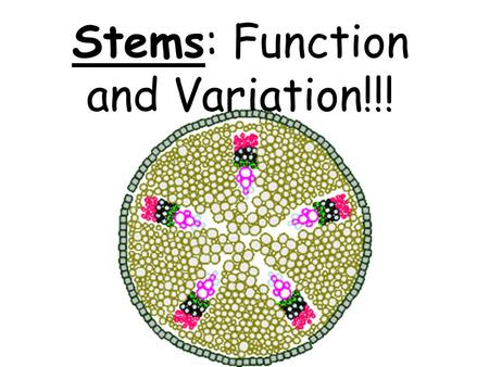 Stems: Function and Variation!!!