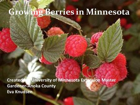 Growing Berries in Minnesota