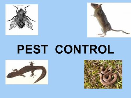 PEST CONTROL. Pest Control: - No matter how clean one keeps one’s surroundings you cannot avoid the “uninvited guests” – The Pests. The Hospital (or)