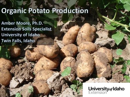 Similar to conventional in many ways Organic potato needs the same nutrients as a conventional potato Physiologically the same.