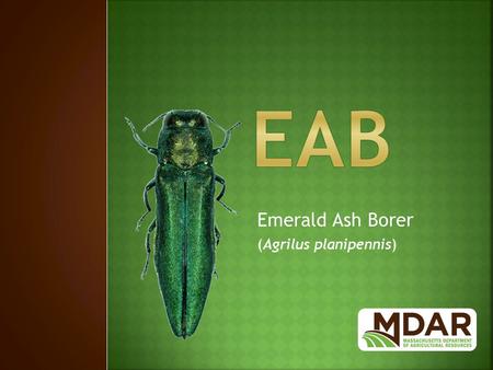 Emerald Ash Borer (Agrilus planipennis).  Native to Asia: China, Russia, Japan, Korea.  Thought to have been introduced in the 1990’s in solid wood.