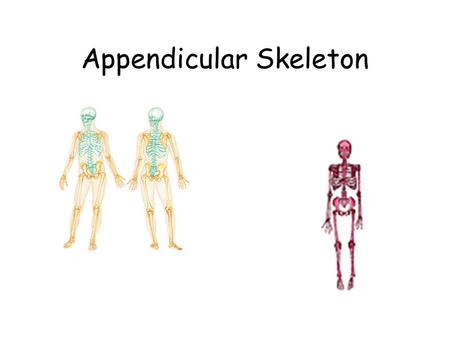 Appendicular Skeleton. 126 bones – suspended by girdles from axial skeleton Designed for movement Pectoral girdle – 4 bones Upper extremity -Arm – 1 bone.