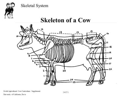 Skeleton of a Cow.