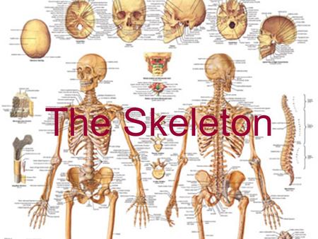 The Skeleton.