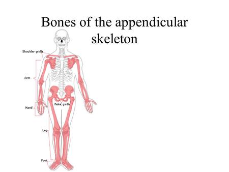 Bones of the appendicular skeleton