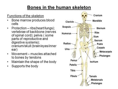 Bones in the human skeleton Functions of the skeleton Bone marrow produces blood cells Protection – ribs(heart/lungs); vertebrae of backbone (nerves of.