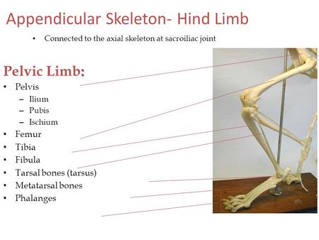 Appendicular Skeleton- Hind Limb