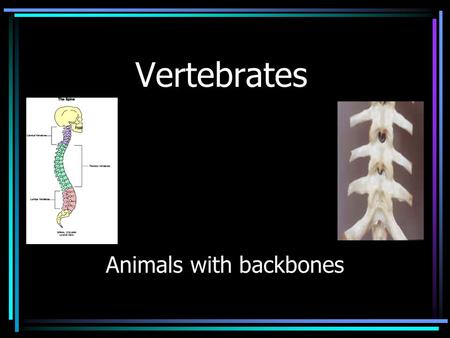 Vertebrates Animals with backbones. There are 5 vertebrate groups Amphibians – (frogs and newts) Reptiles - (lizards and snakes) Fish Birds Mammals Starting.