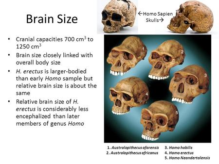 Brain Size Cranial capacities 700 cm3 to 1250 cm3