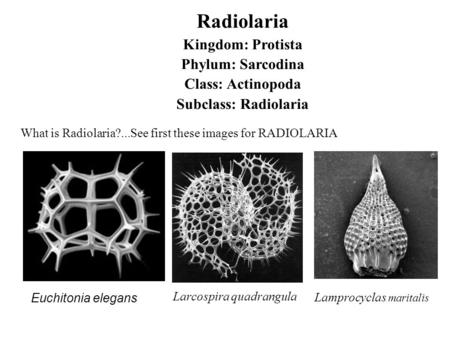 Radiolaria Kingdom: Protista Phylum: Sarcodina Class: Actinopoda