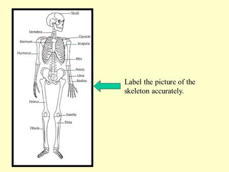 Label the picture of the skeleton accurately. Skull.