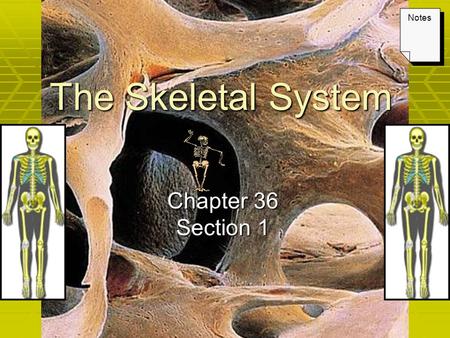 The Skeletal System Chapter 36 Section 1 Notes. Keys Lecture Outline – The Skeletal System PowerPoint Notes textbook questions.