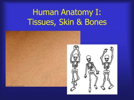 Human Anatomy I: Tissues, Skin & Bones