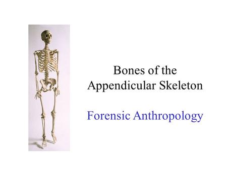 Bones of the Appendicular Skeleton Forensic Anthropology.