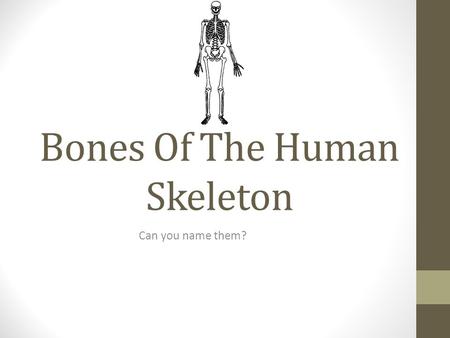Bones Of The Human Skeleton Can you name them?. Name The Bone cranium.