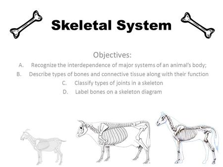 Skeletal System Objectives: