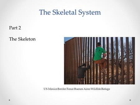 Part 2 The Skeleton US-Mexico Border Fence Buenos Aires Wildlife Refuge The Skeletal System.