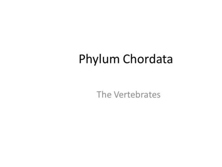 Phylum Chordata The Vertebrates. The Phylum Chordata Includes: 1.Subphylum Cephalochordata (=lancelets) 2.Subphylum Urochordata (= tunicates) 3.Subphylum.