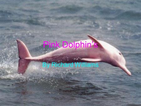 Pink Dolphin’s By Richard Williams. How are the Pink Dolphins getting closer to extinction? People are tormenting them. Pollution. Landfills. Items which.