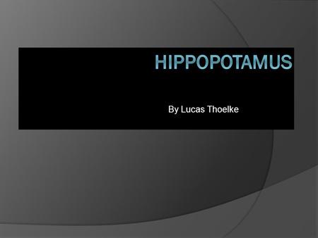 By Lucas Thoelke. Description  Kingdom- Animalia  Phylum- Chordata  Class- Mammalia  Order- Artiodactyla  Family- Hippopotamidae.