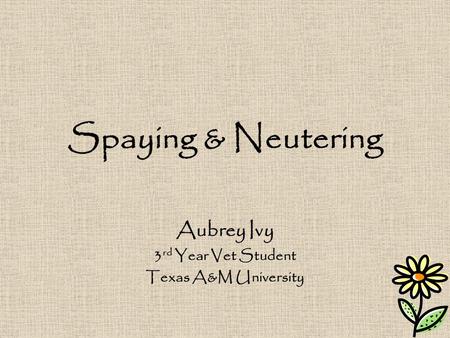 Spaying & Neutering Aubrey Ivy 3 rd Year Vet Student Texas A&M University.