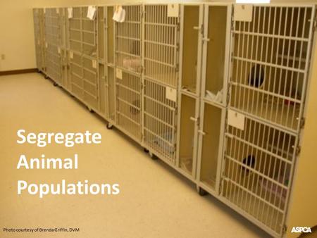 Photo courtesy of Brenda Griffin, DVM Segregate Animal Populations.