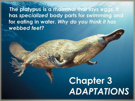 The platypus is a mammal that lays eggs