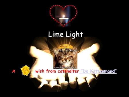 Lime Light A wish from catshelter “De Kattenmand” “De Kattenmand” “De Kattenmand”