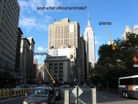 people plants and what about animals? A __________ is the place where living things live and grow together. HABITAT people plants animals B A A I T T.