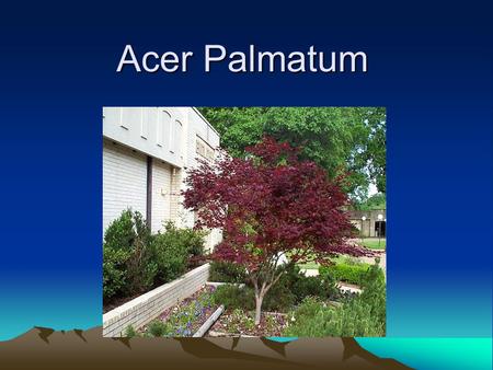 Acer Palmatum. Albizia Julibrissin Alnus Rhombifolia.