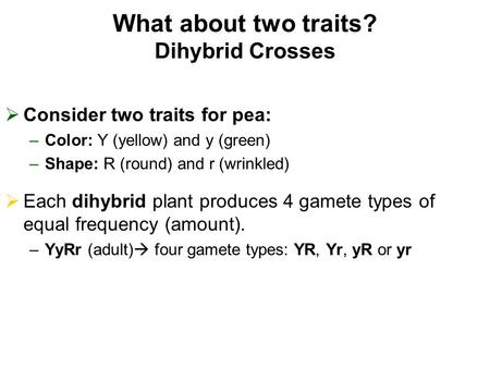 What about two traits? Dihybrid Crosses