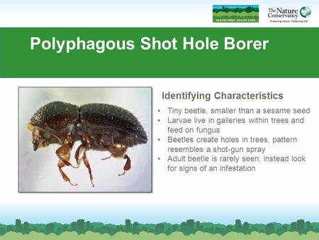 Polyphagous Shot Hole Borer Tiny beetle, smaller than a sesame seed Larvae live in galleries within trees and feed on fungus Beetles create holes in trees,
