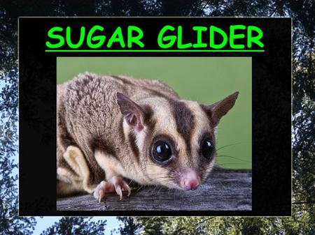 SUGAR GLIDER. What does it look like? The sugar glider: Is 40 cm long It has light brown and dark brown fur. The sugar glider has 4 legs. Has big eyes.