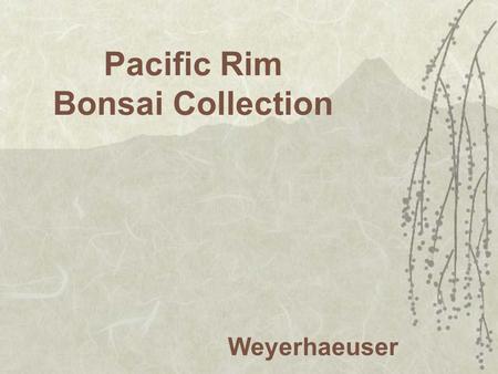 Pacific Rim Bonsai Collection Weyerhaeuser. Ginkgo (Maidenhair Tree) gingo biloba #101 - 1955 Japan unknown.