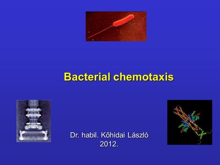 Bacterial chemotaxis Dr. habil. Kőhidai László 2012.