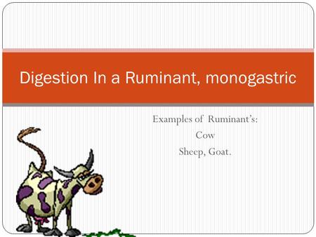 Digestion In a Ruminant, monogastric