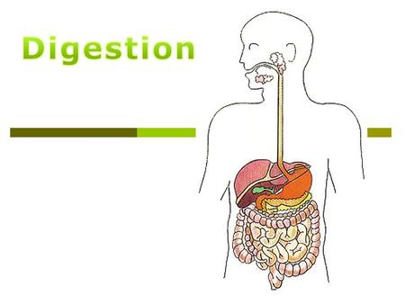 How do we get from this… …to this. Digestive System Parts  Mouth – chewing, lubrication, digestion  Pharynx and Esophagus - swallowing  Stomach -
