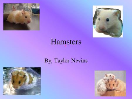 Hamsters By, Taylor Nevins. Hamsters: Our cuddly, furry friends! Syrian hamsters Mesocricetus auratus: Long-hair, Short-hair, Black Bear, Honey Bear,