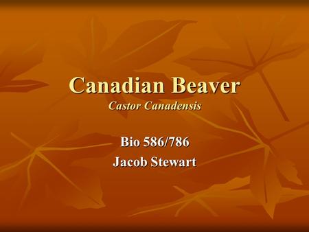 Canadian Beaver Castor Canadensis Bio 586/786 Jacob Stewart.