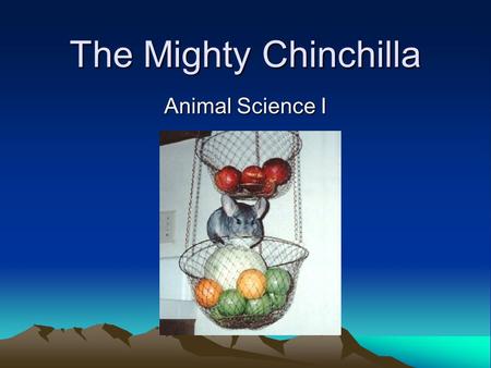 The Mighty Chinchilla Animal Science I.