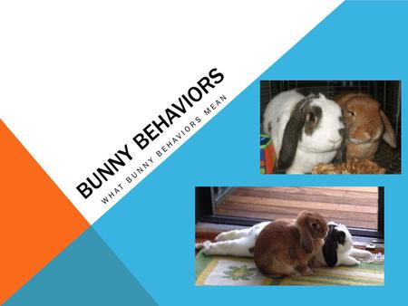 BUNNY BEHAVIORS WHAT BUNNY BEHAVIORS MEAN. HERE ARE NICHOLAS AND MUFFIN. THEY WILL BE DOING MANY DIFFERENT BEHAVIORS TODAY. ALL OF THE BEHAVIORS HAVE.