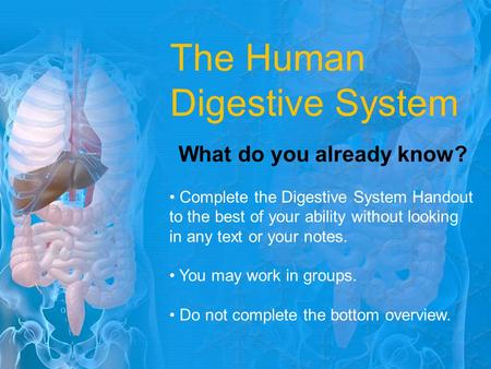 The Human Digestive System What do you already know? Complete the Digestive System Handout to the best of your ability without looking in any text or your.