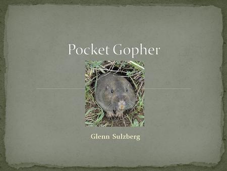 Glenn Sulzberg. Burrowing rodent – get their name from the fur-lined, external cheek pouches, or pockets, they use for carrying food and nesting materials.
